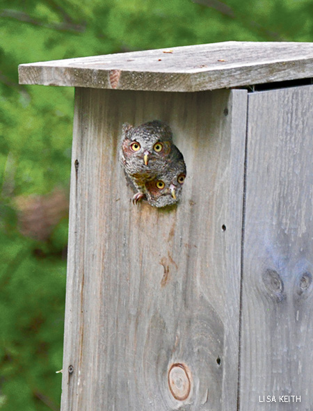 Tips on how to attract owls to your yard or neighborhood ...